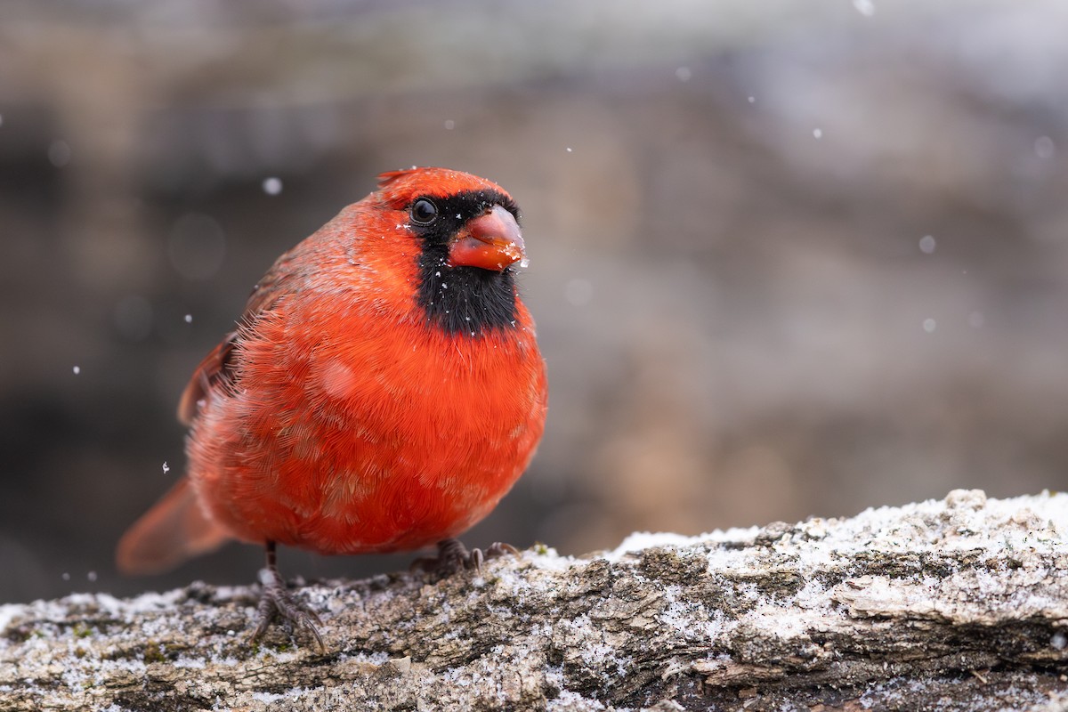 Northern Cardinal - ML646075645