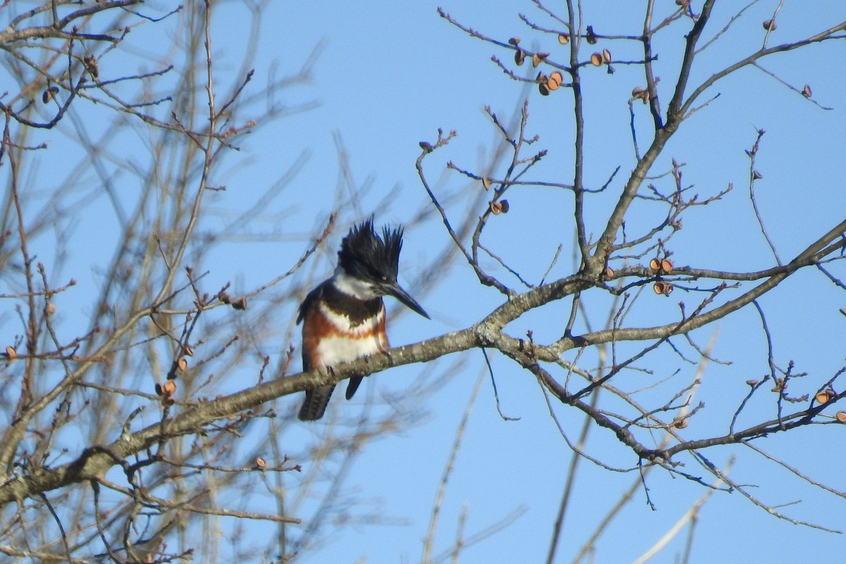 Belted Kingfisher - ML646075646