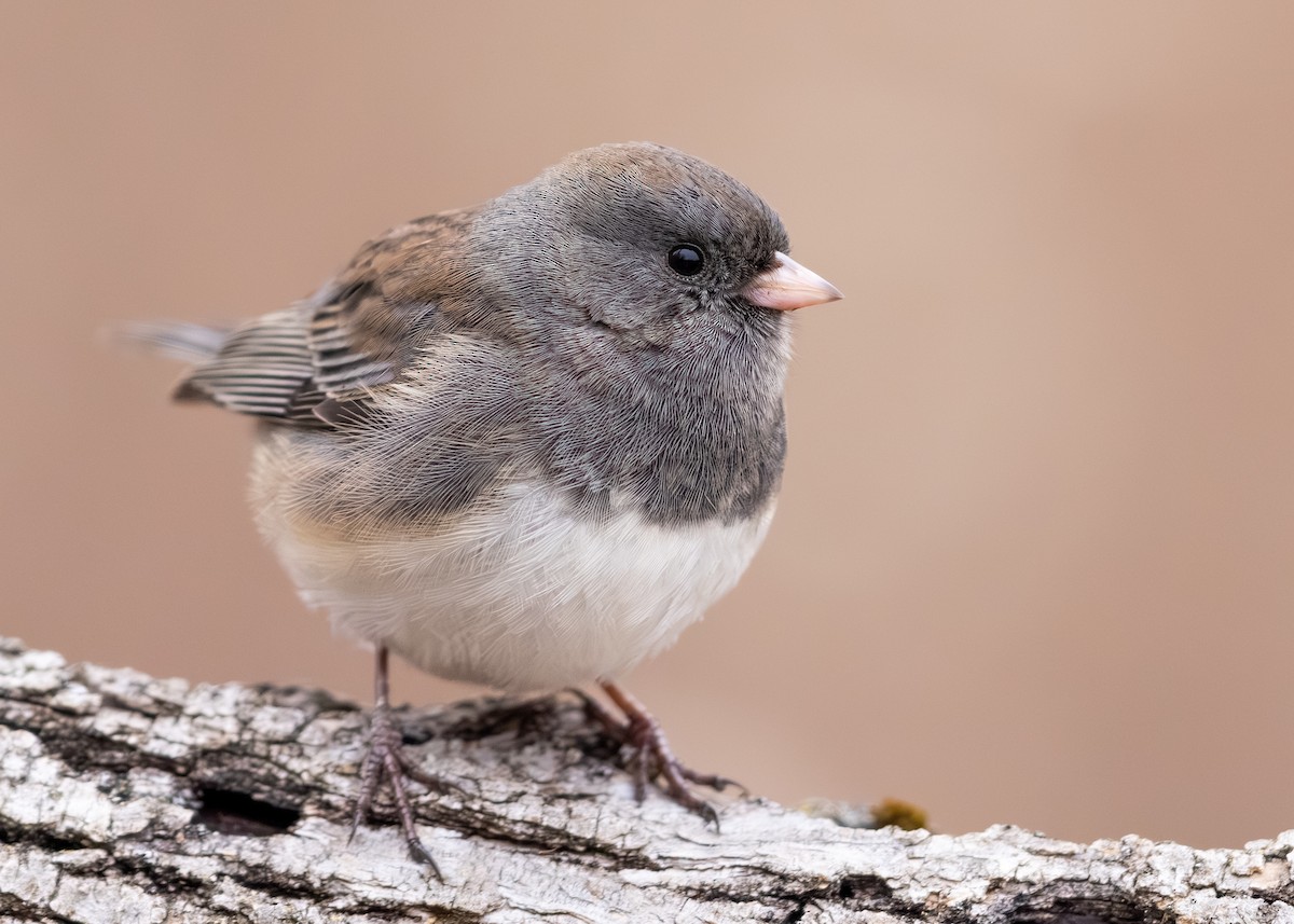 Dark-eyed Junco - ML646075655