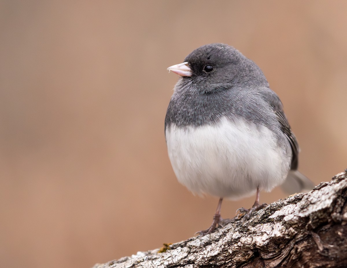 Dark-eyed Junco - ML646075656