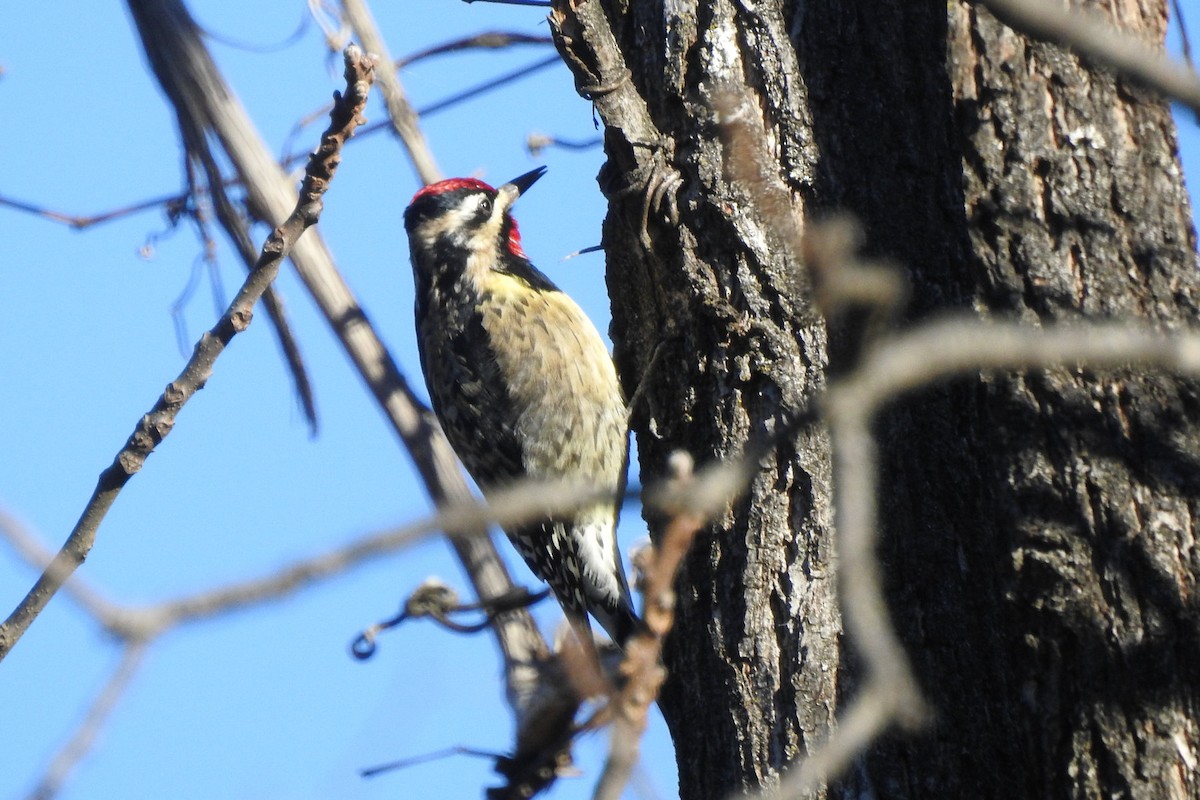 Yellow-bellied Sapsucker - ML646075660
