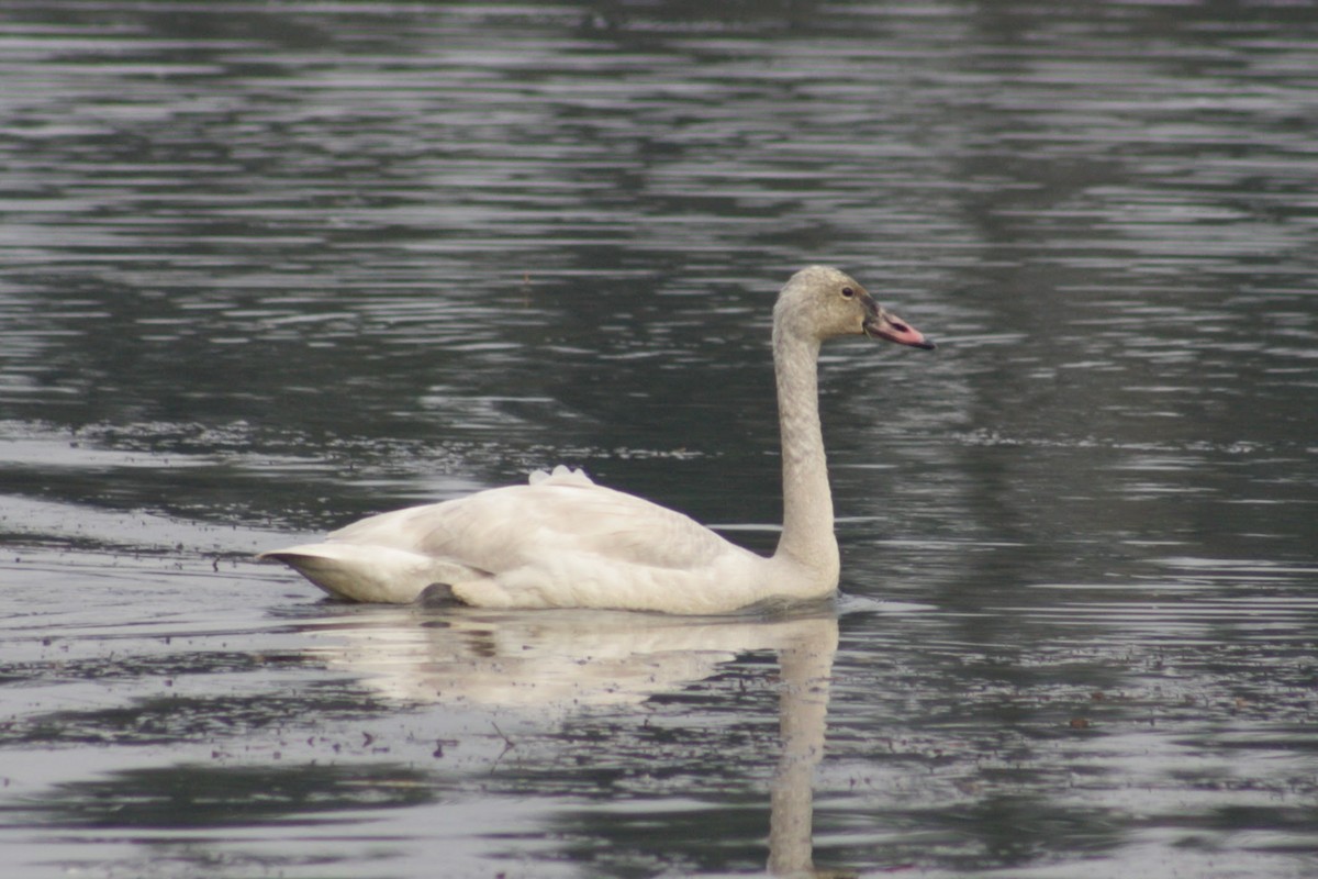 Tundra Swan - ML646075666