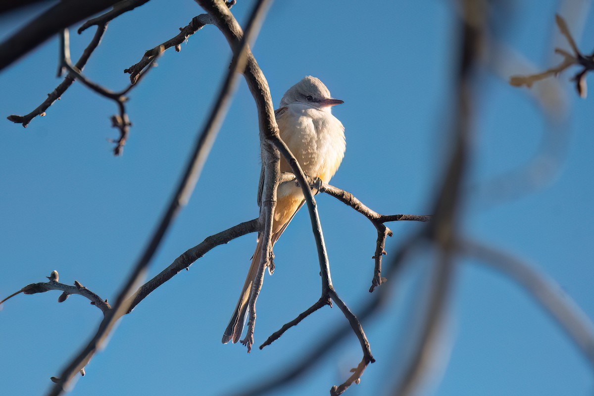 Scissor-tailed Flycatcher - ML646075669