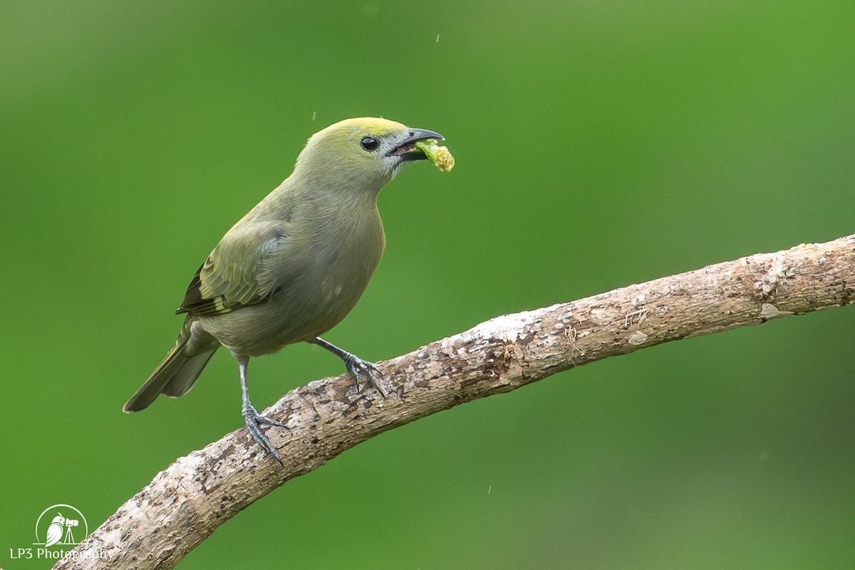 Palm Tanager - ML646075672
