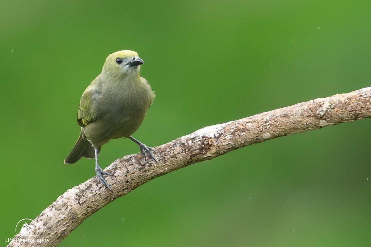 Palm Tanager - ML646075673