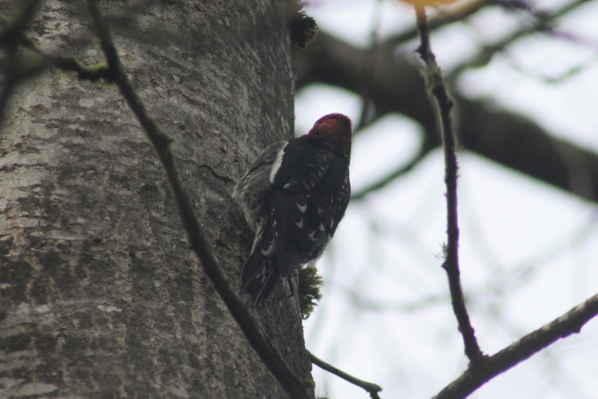 Red-breasted Sapsucker - ML646075675
