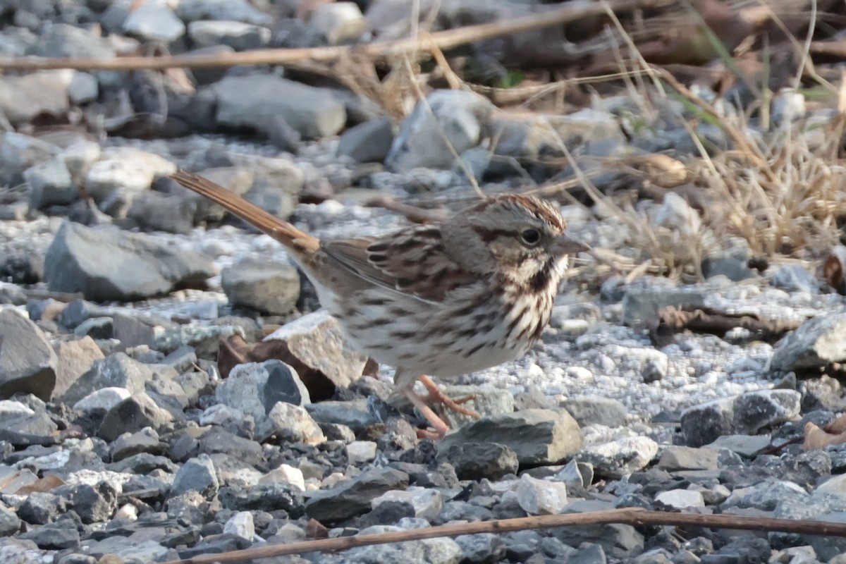Song Sparrow - ML646075681