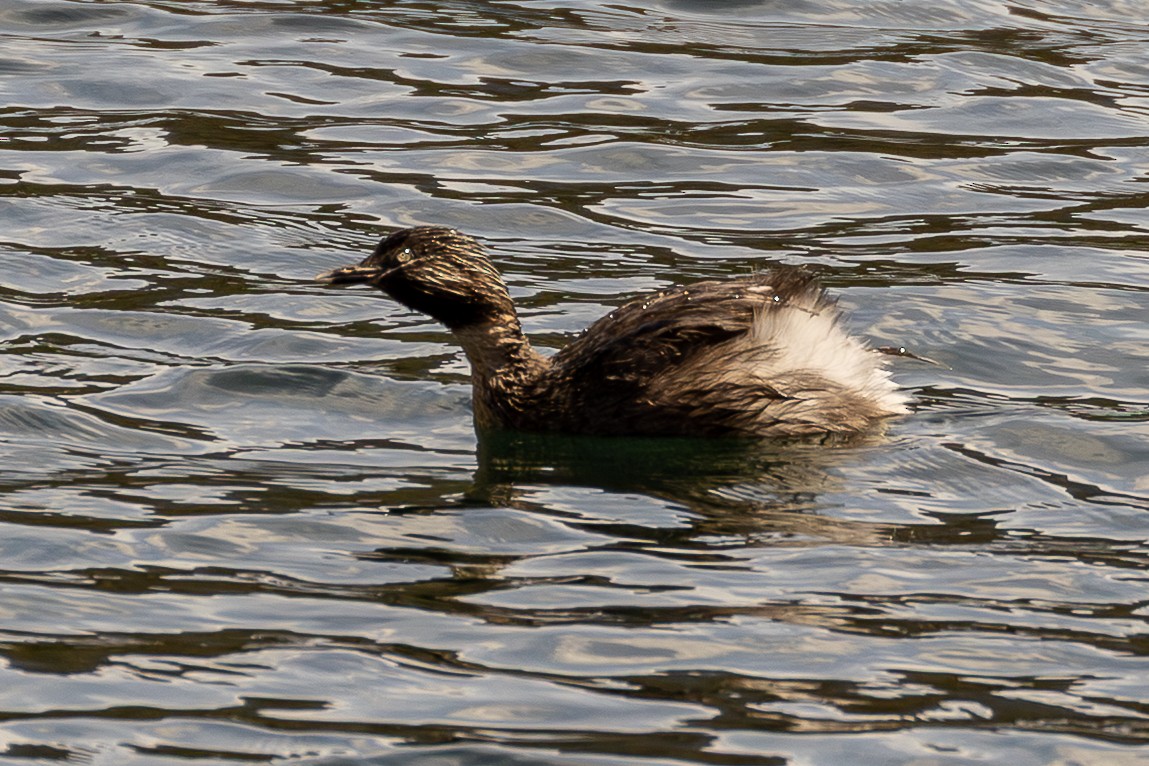 Zampullín Canoso - ML646075682