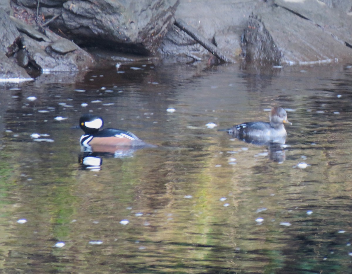 Hooded Merganser - ML646075697