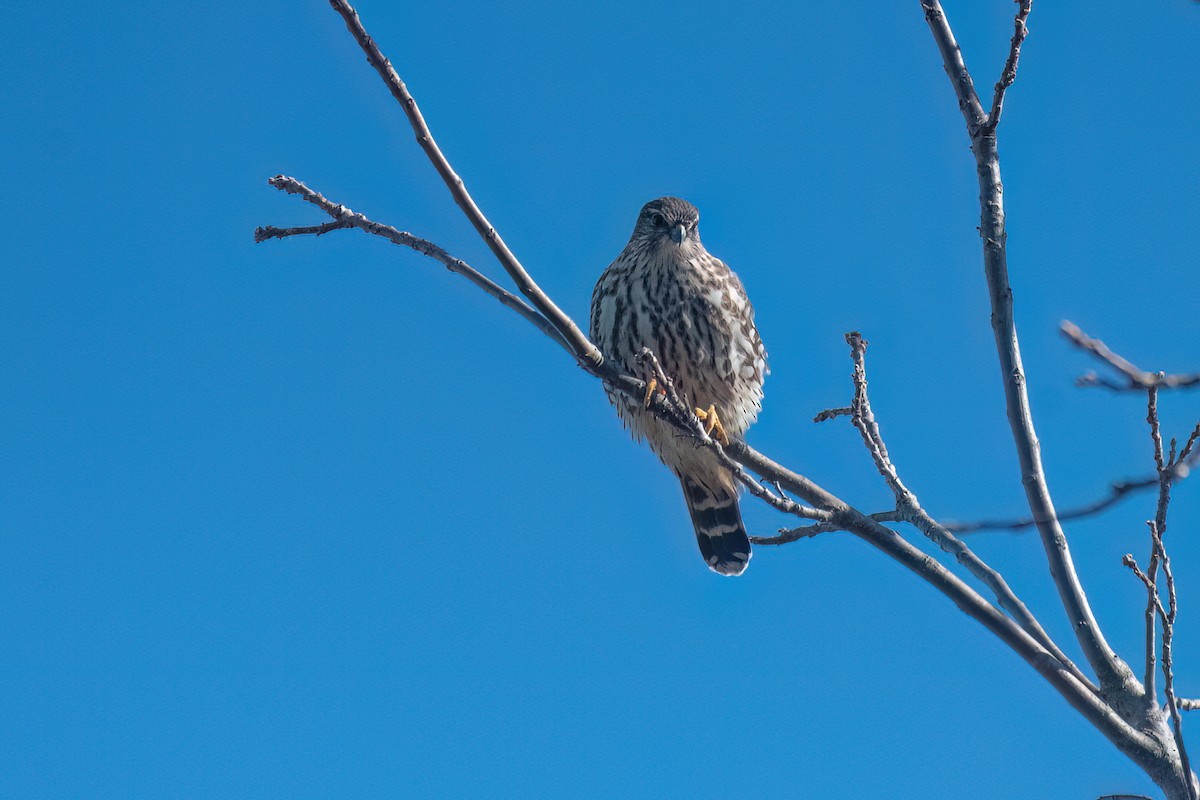 Merlin - ML646075698