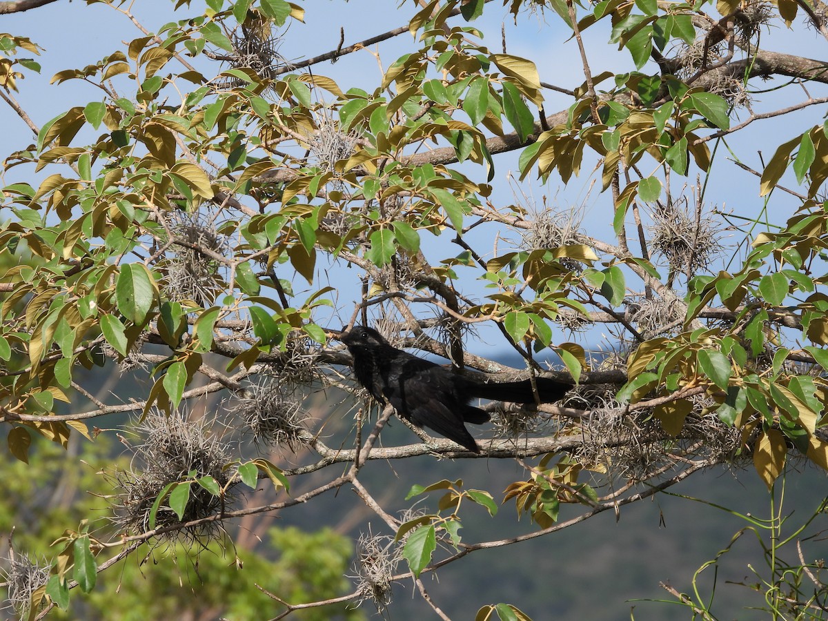 Smooth-billed Ani - ML646075704