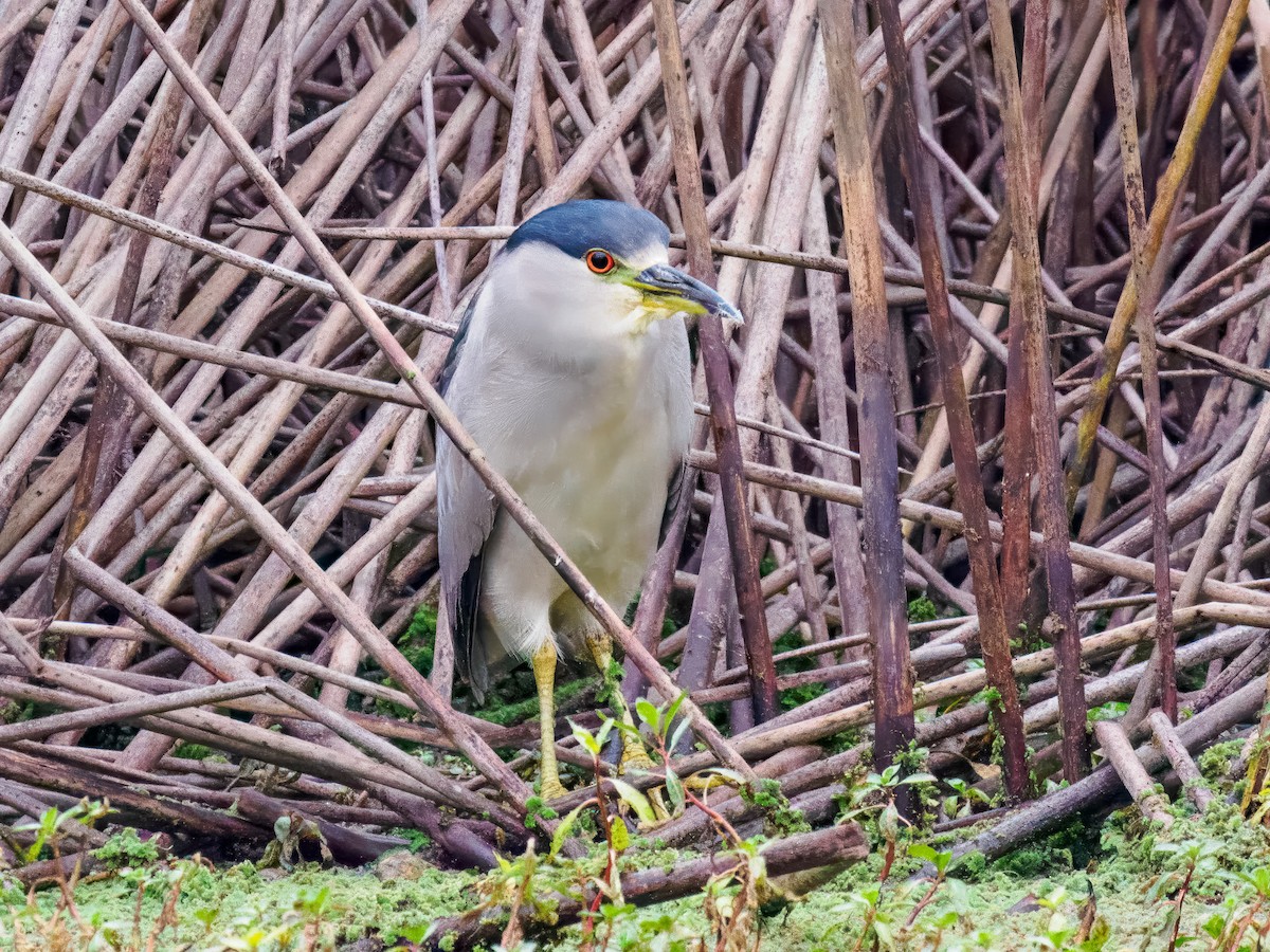 Black-crowned Night Heron - ML646075705