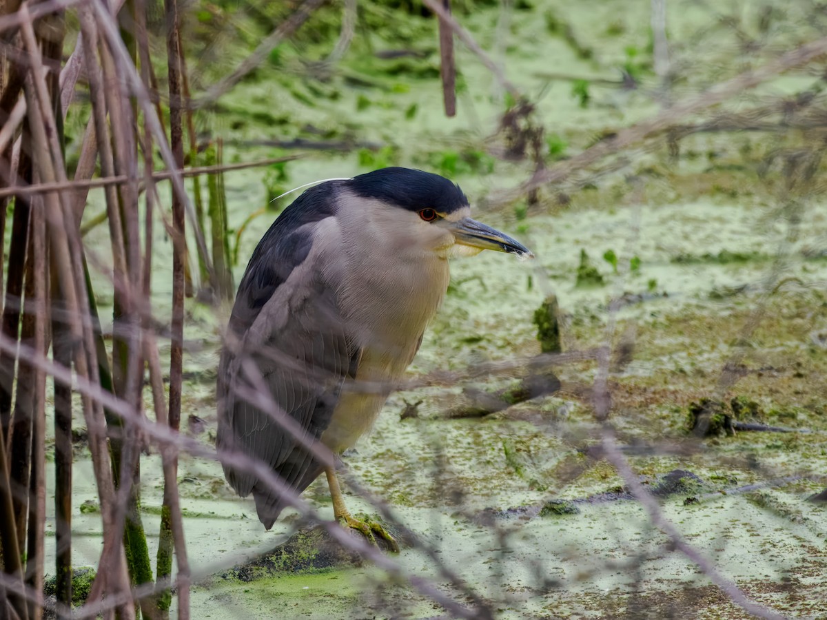 Black-crowned Night Heron - ML646075706