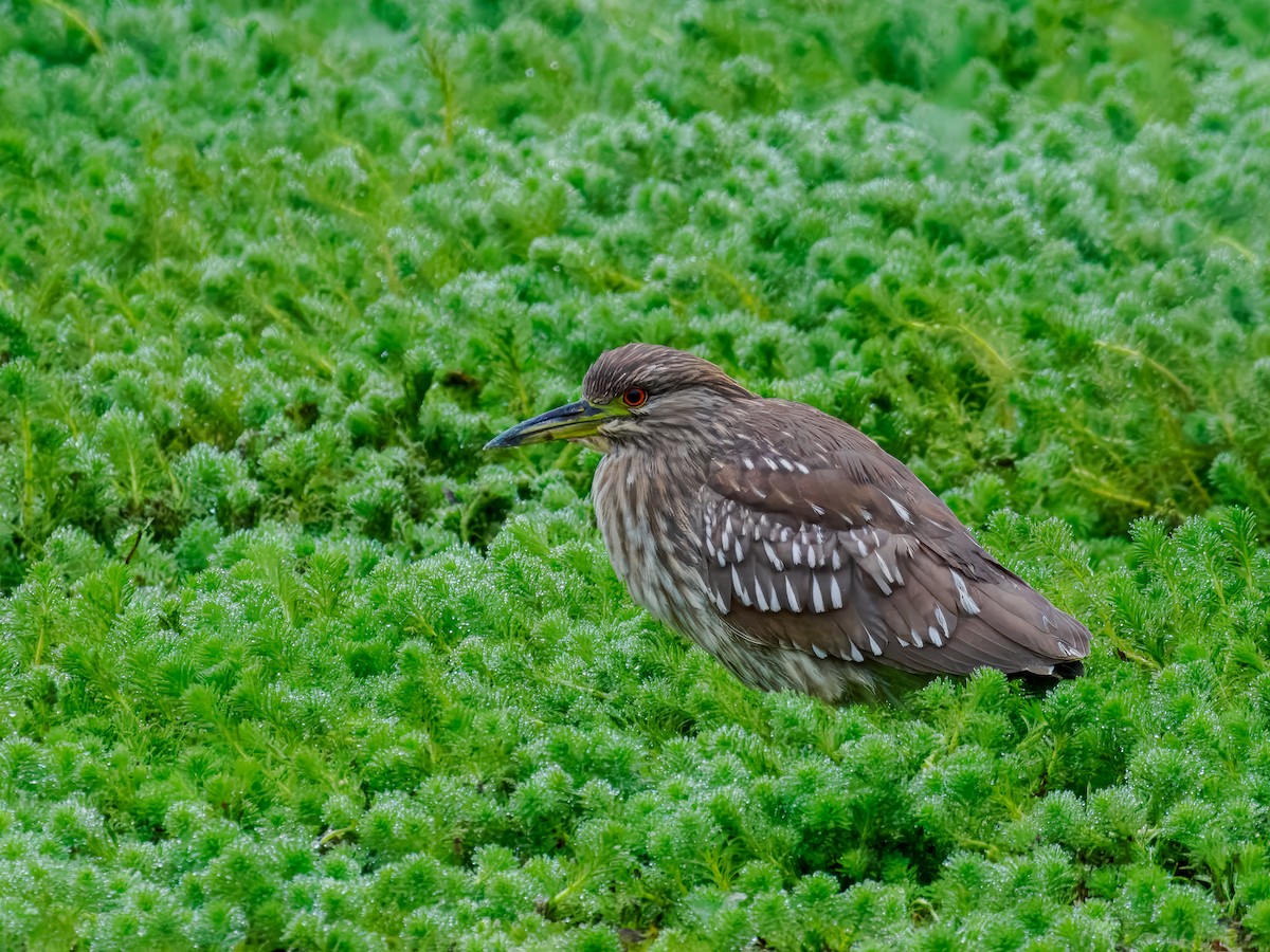 Black-crowned Night Heron - ML646075707