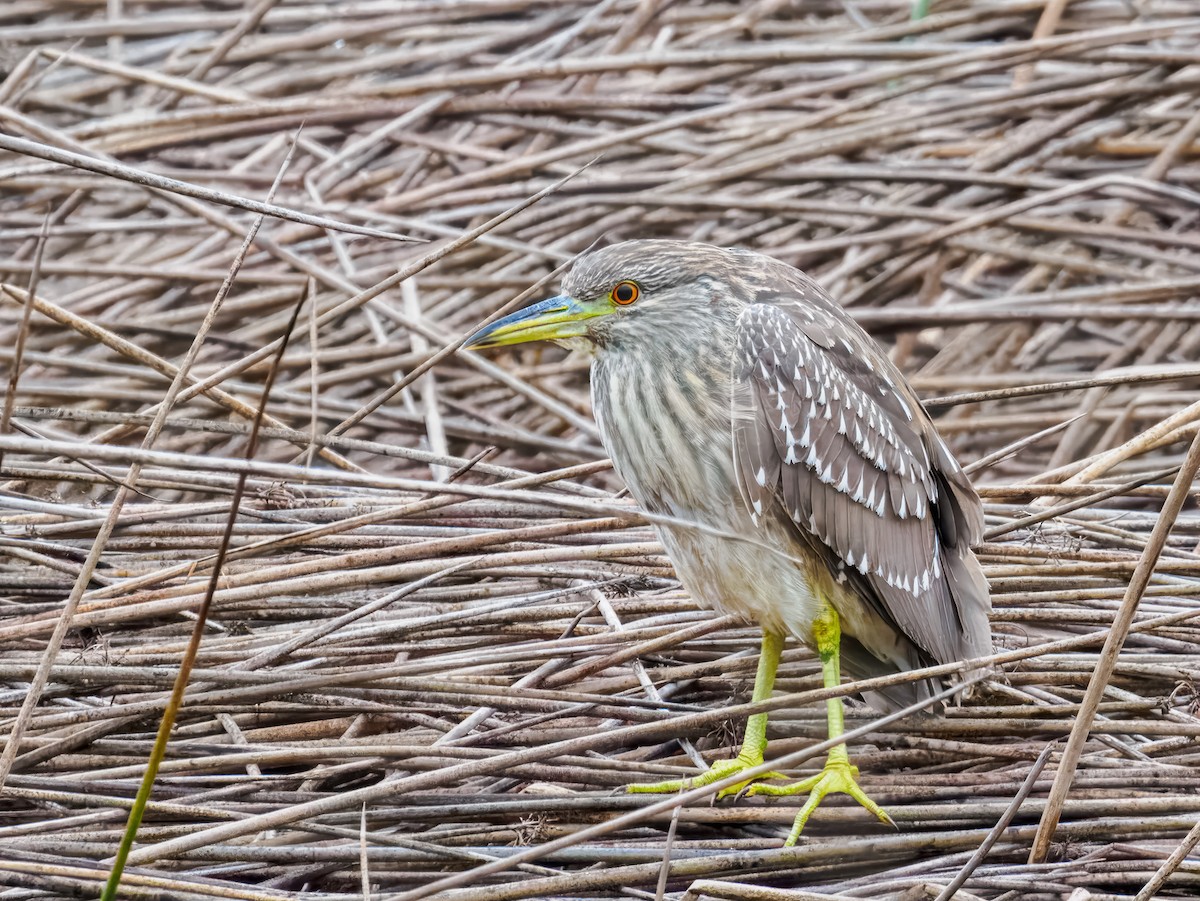 Black-crowned Night Heron - ML646075708