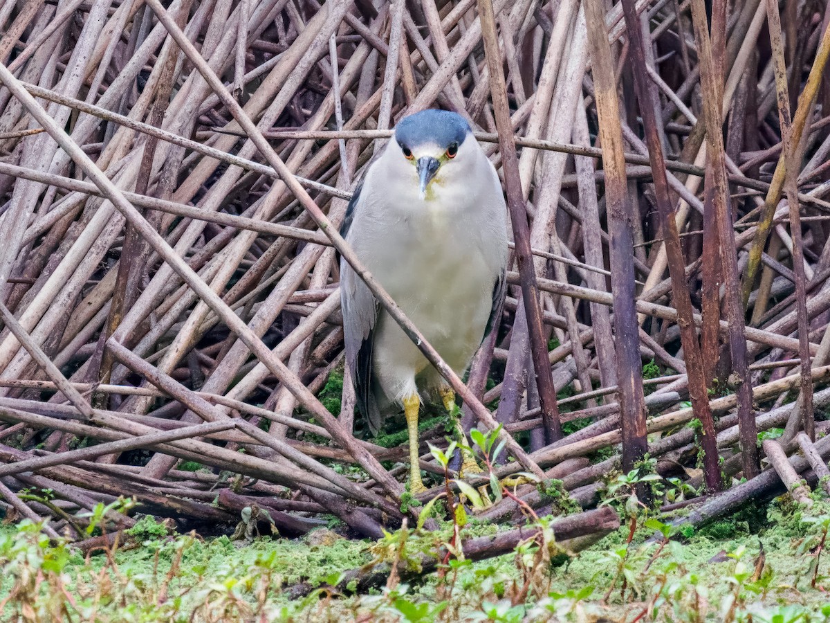 Black-crowned Night Heron - ML646075709