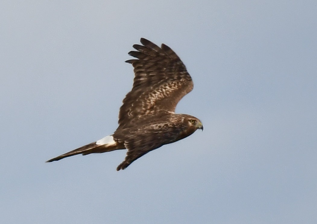 Northern Harrier - ML646075710