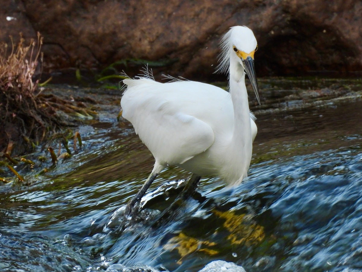 Snowy Egret - ML646075712