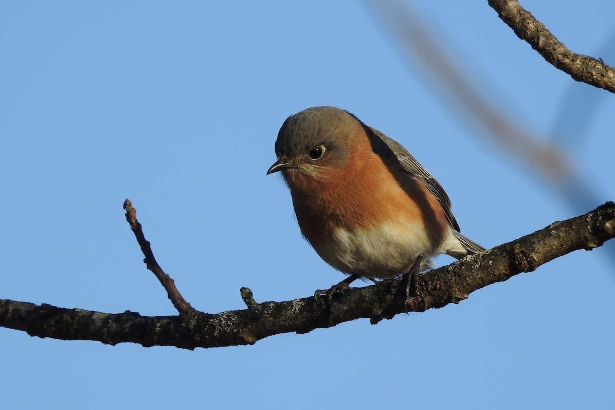 Eastern Bluebird - ML646075716