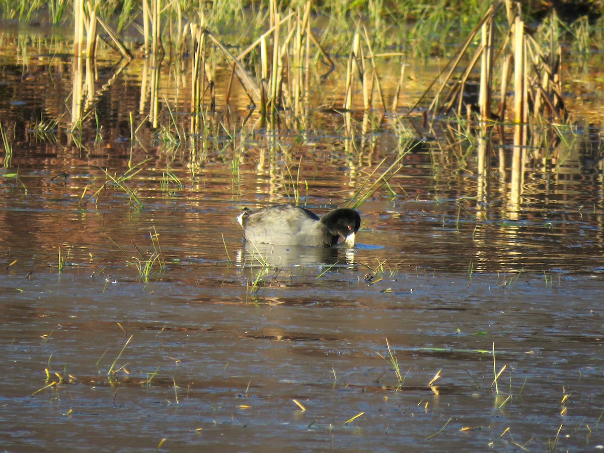 American Coot - ML646075721