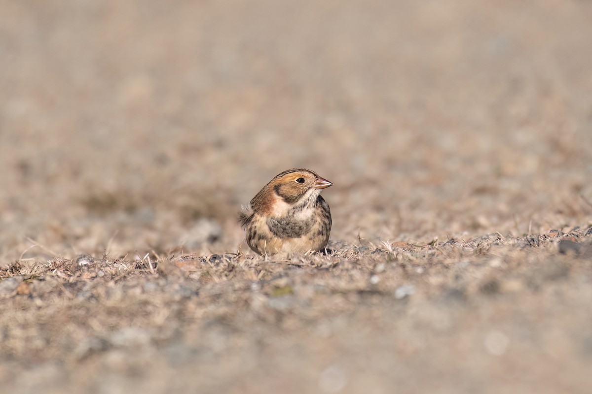 Lapland Longspur - ML646075723