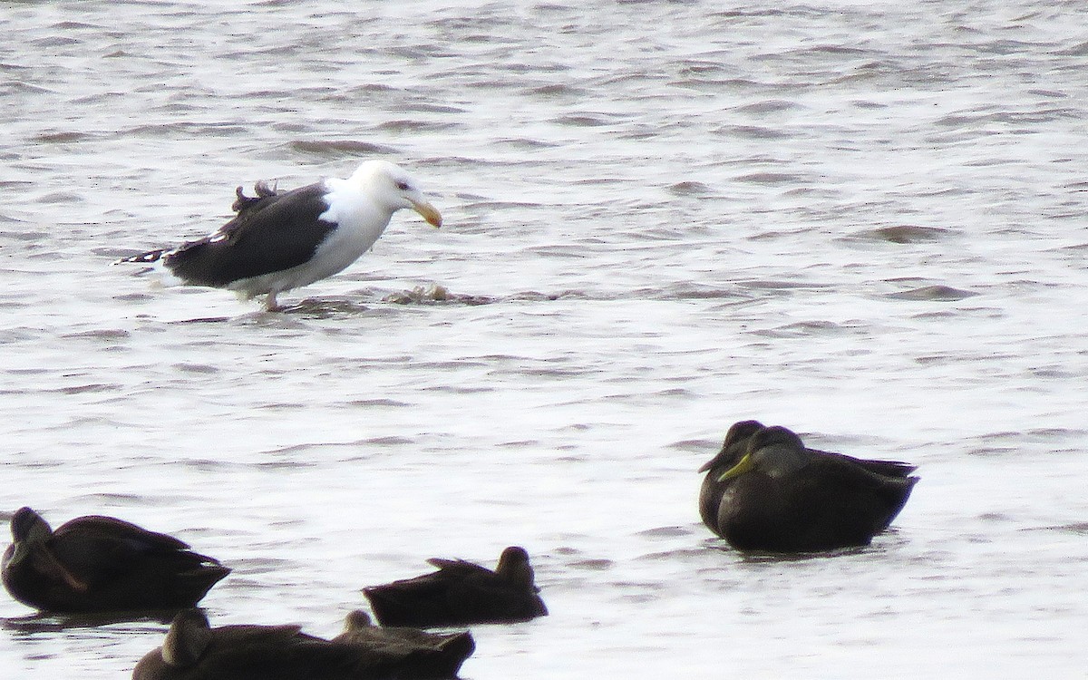 Great Black-backed Gull - ML646075726