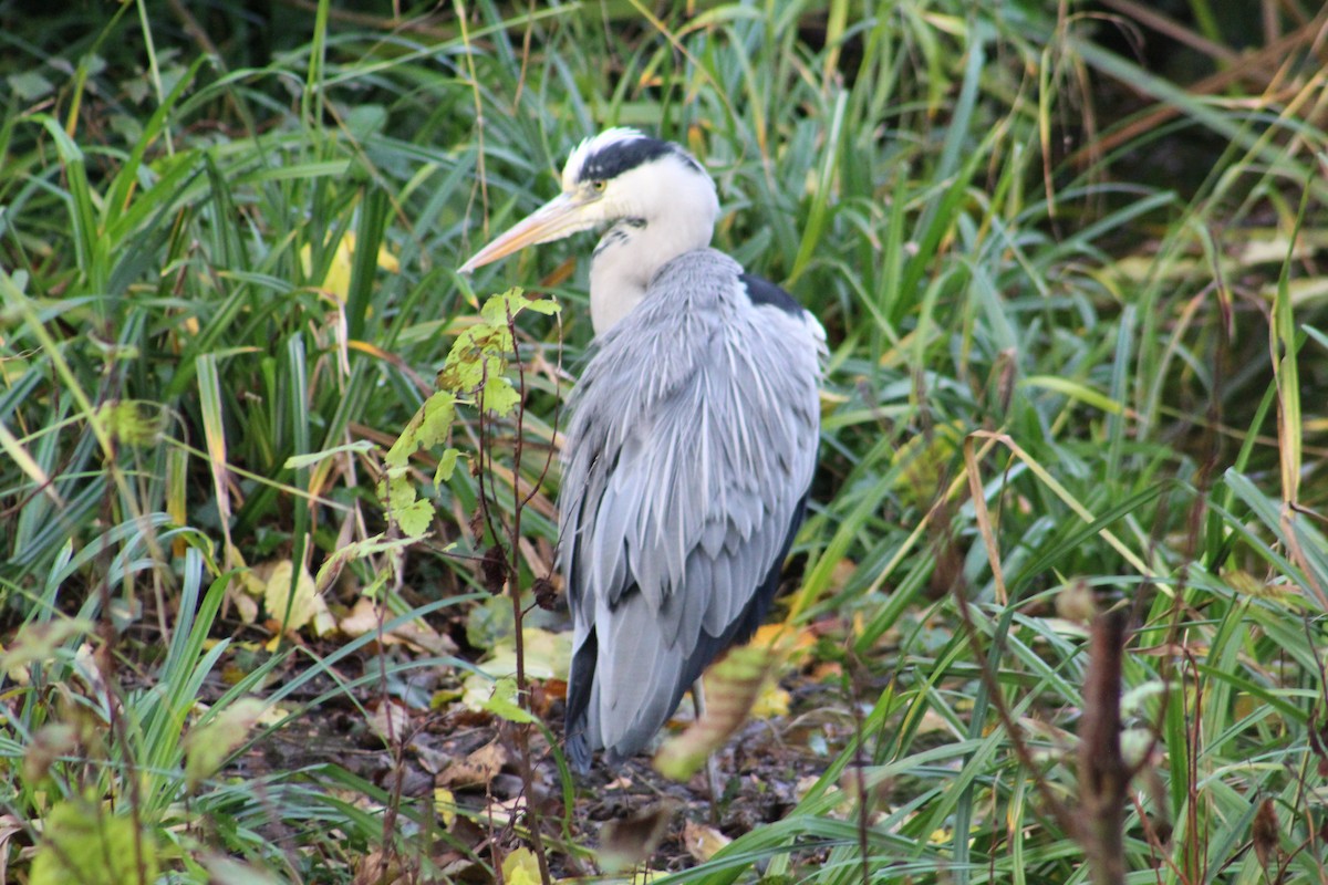 Gray Heron - ML646075727