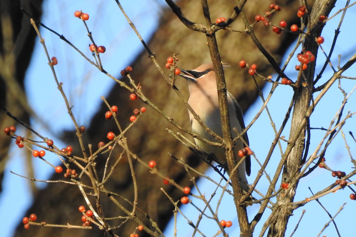 Jaseur d'Amérique - ML646075729