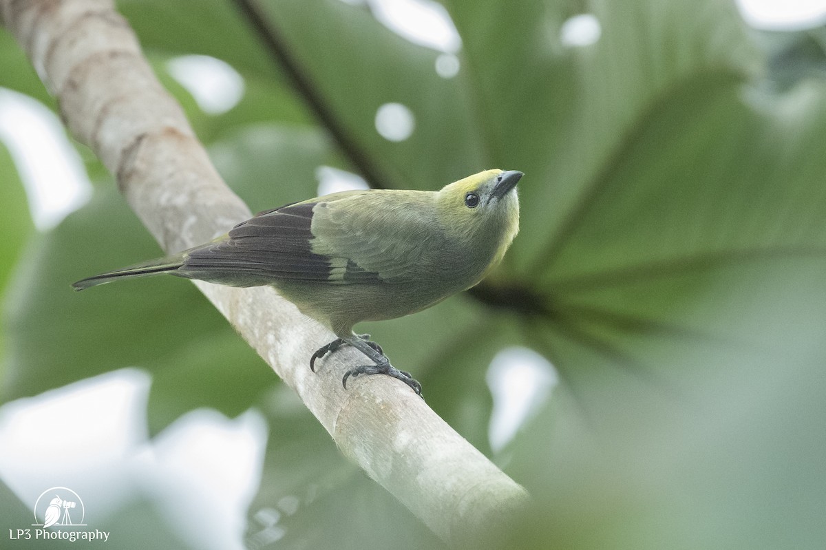 Palm Tanager - ML646075739