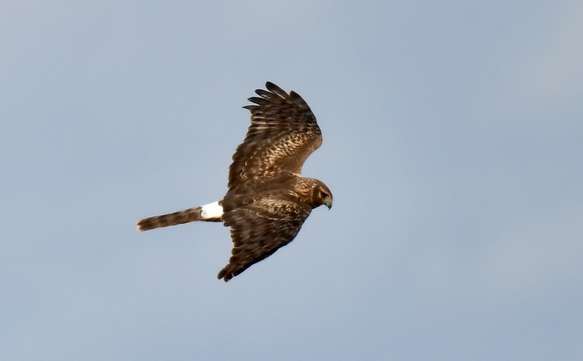 Northern Harrier - ML646075740