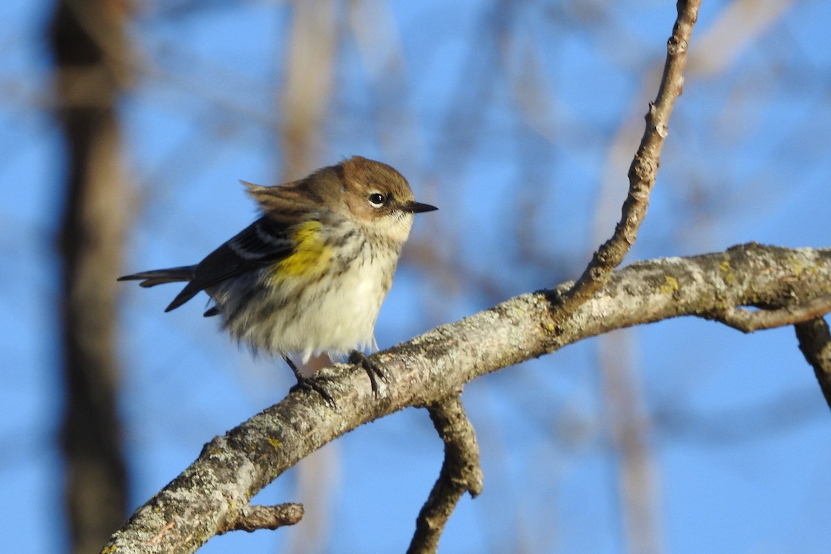 Yellow-rumped Warbler (Myrtle) - ML646075741