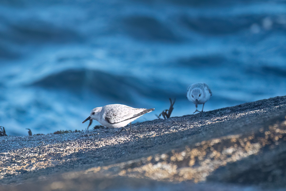 Sanderling - ML646075742