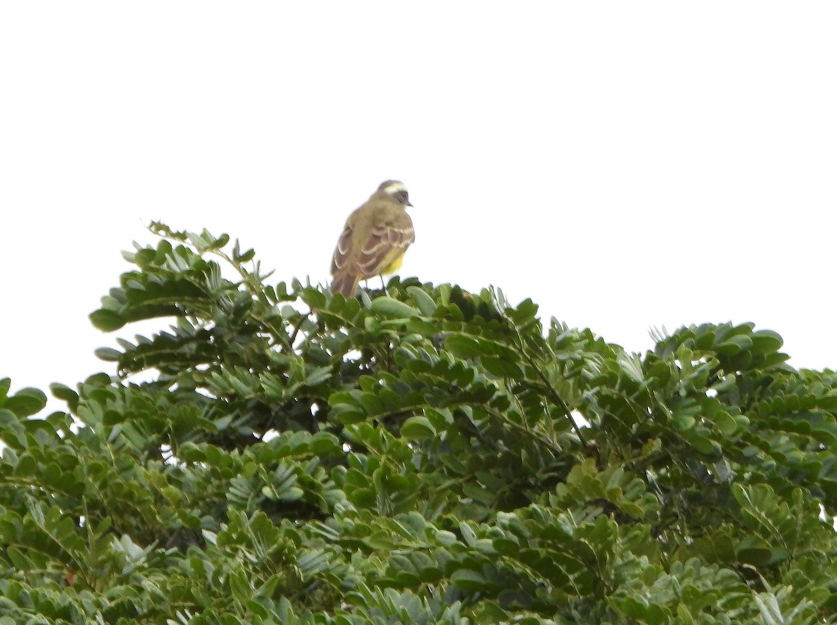 Красношапочный бентеви - ML646075745