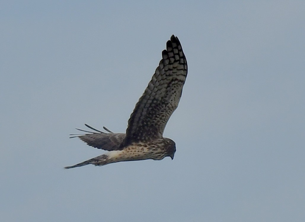 Northern Harrier - ML646075752