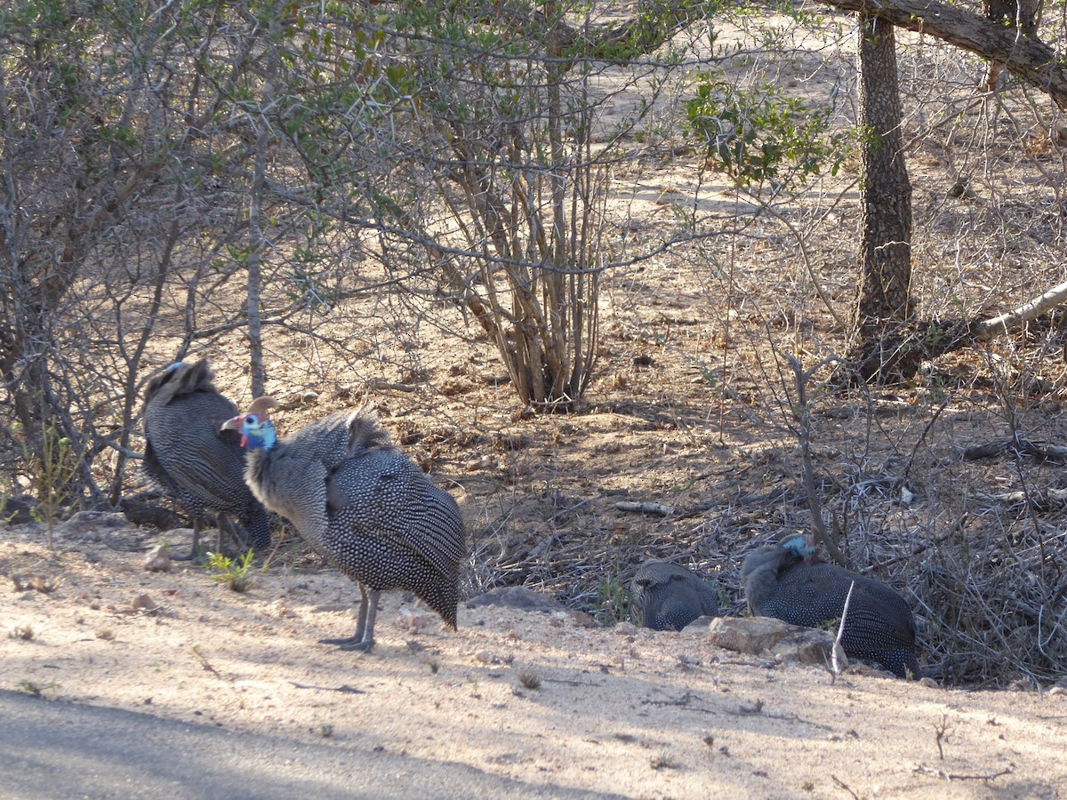 Helmeted Guineafowl - ML646075755