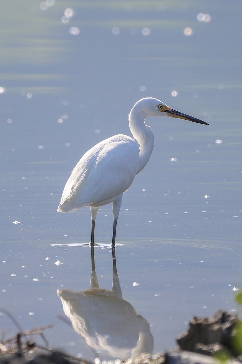 silkehegre - ML646075756