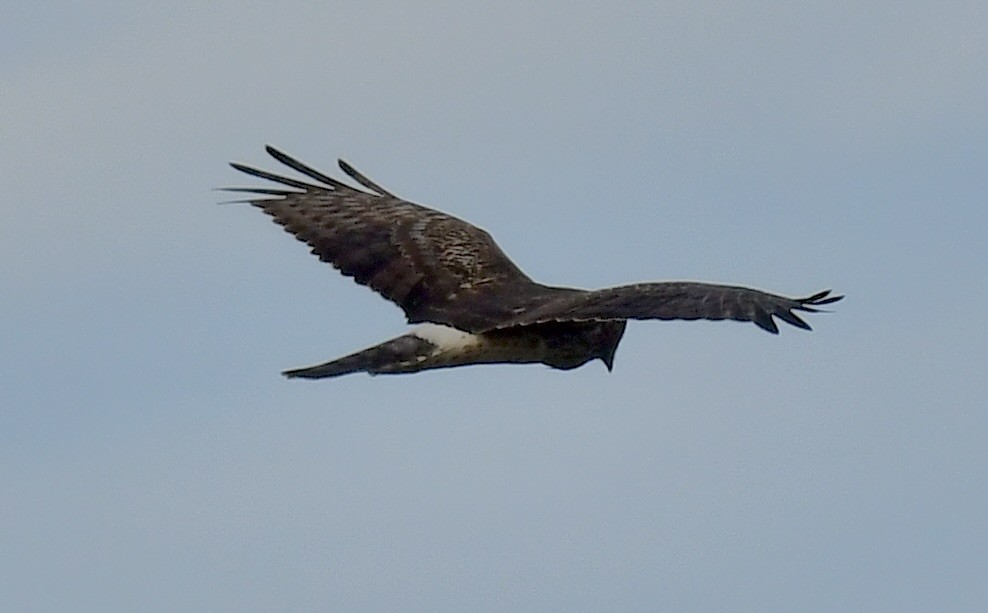 Northern Harrier - ML646075759