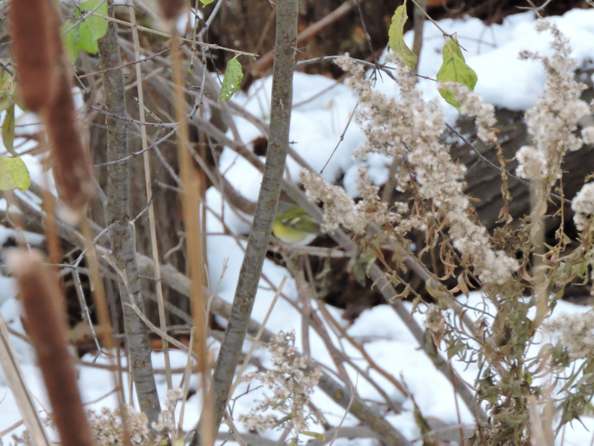 White-eyed Vireo - ML646075761
