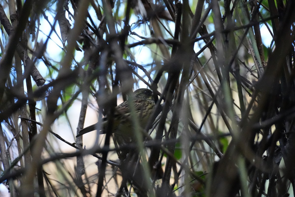 Masked Bunting - ML646075773