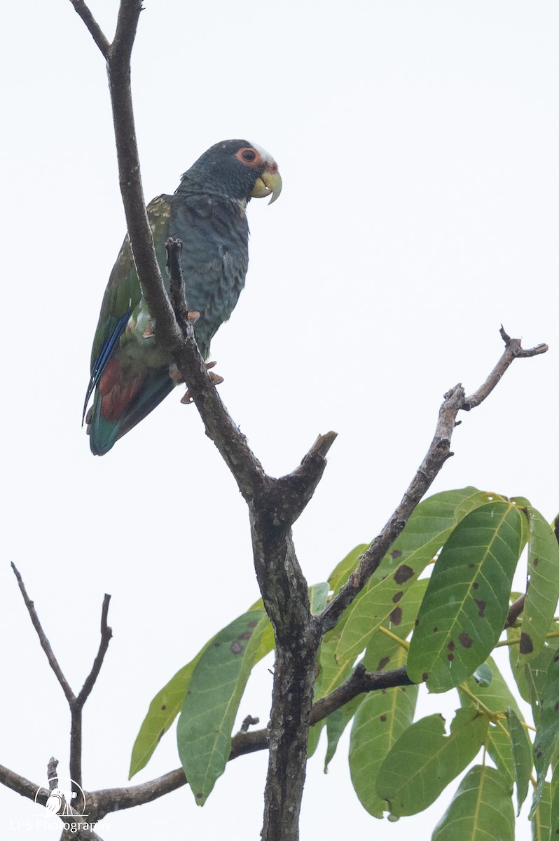 White-crowned Parrot - ML646075774