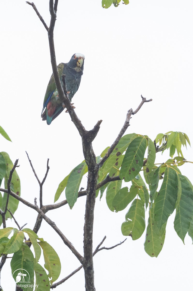 White-crowned Parrot - ML646075775