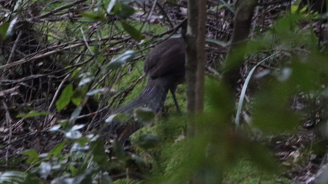 Muhteşem Lirkuşu - ML646075787