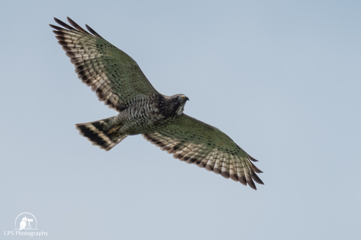 Broad-winged Hawk - ML646075789