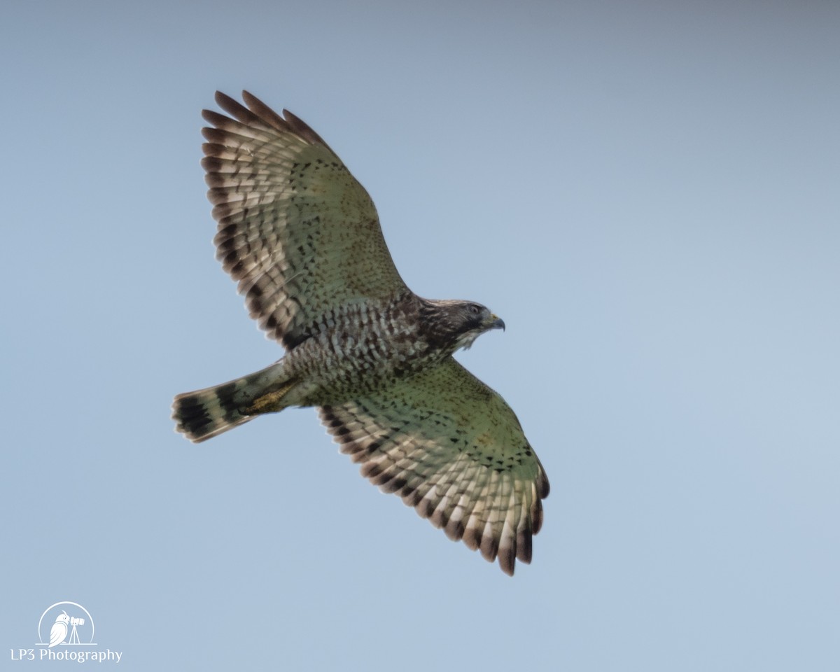 Broad-winged Hawk - ML646075790