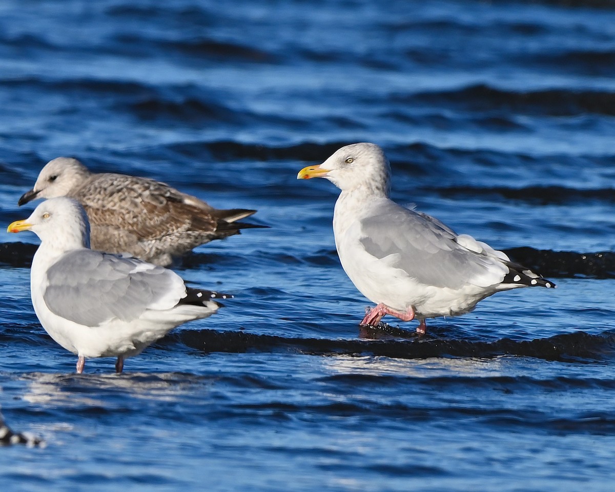 American Herring Gull - ML646075794