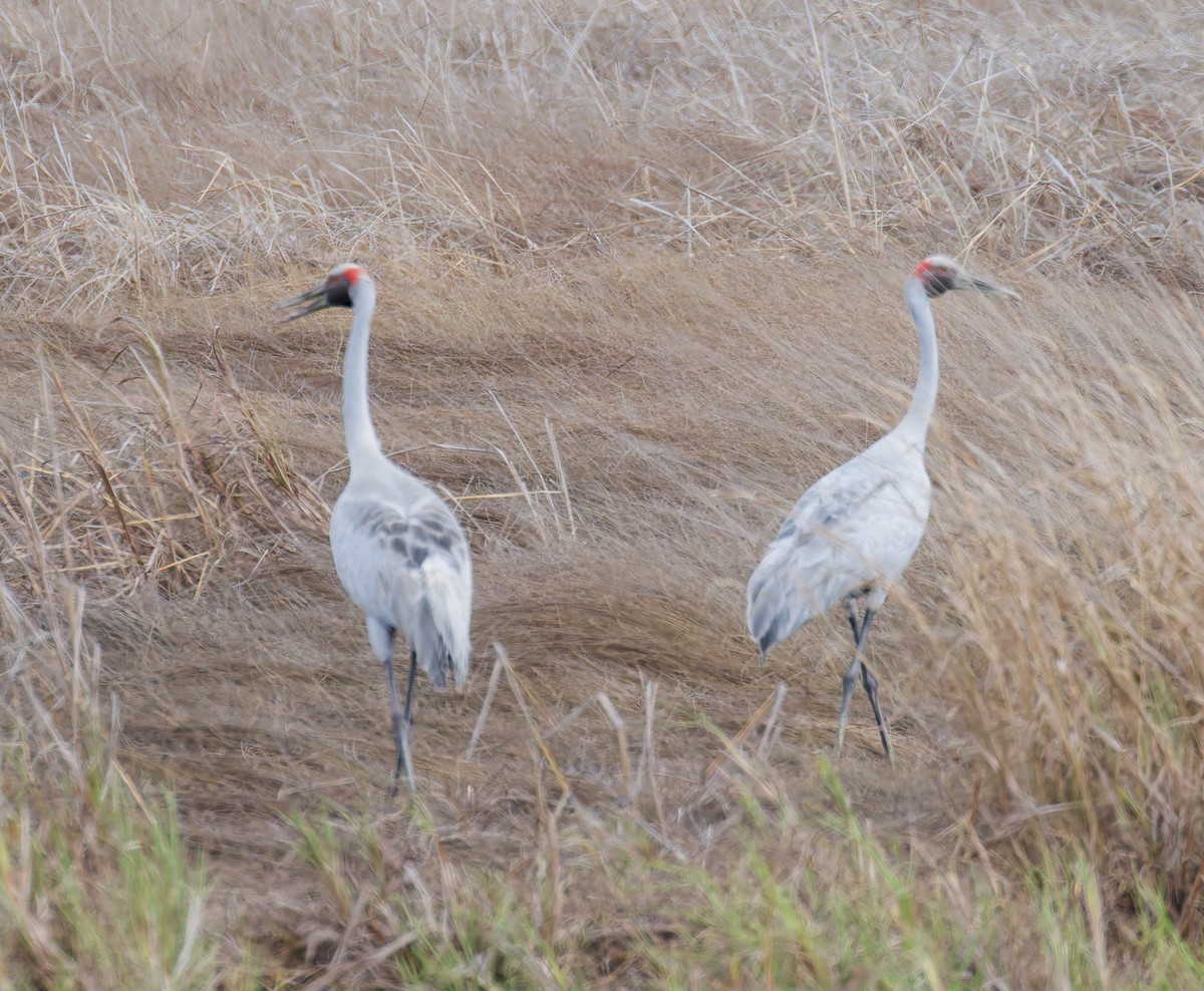 Brolga - ML646075804
