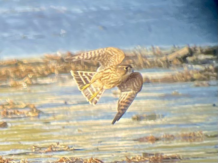 Merlin - ML646075808