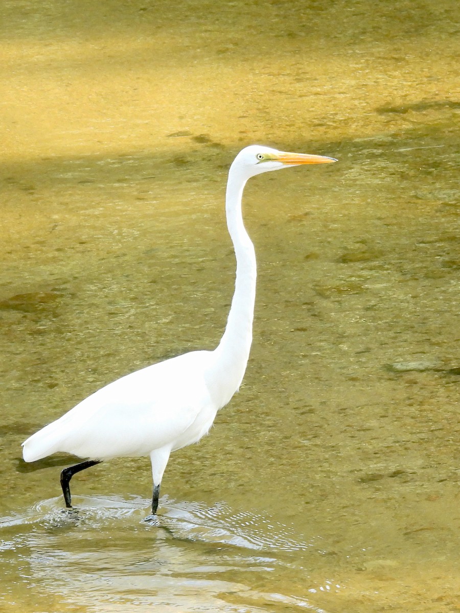 Great Egret - ML646075809