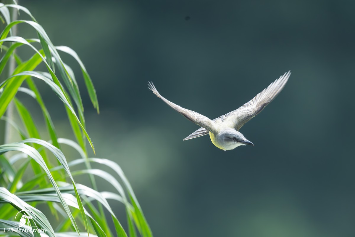 Tropical Kingbird - ML646075811