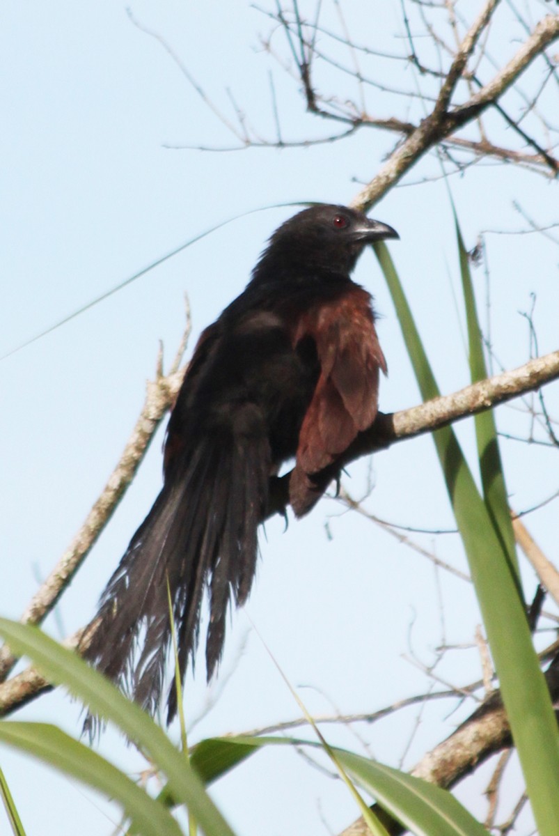 Philippine Coucal - ML646075816